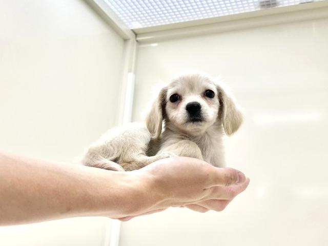 MIXチワワ×ミニチュアダックス612の写真6