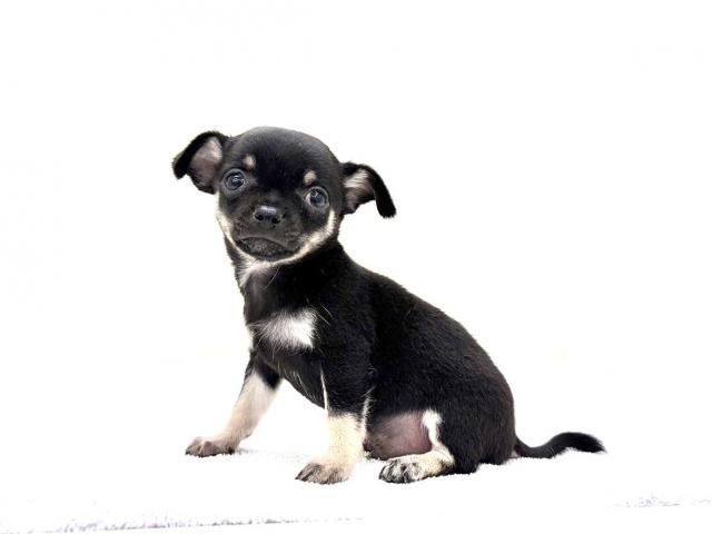 MIXスムースコートチワワ×ミニチュアダックス946の写真3