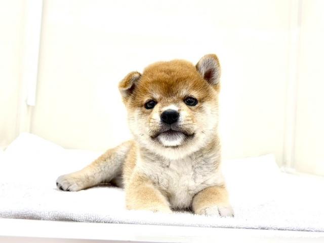 MIX柴犬×豆柴犬300