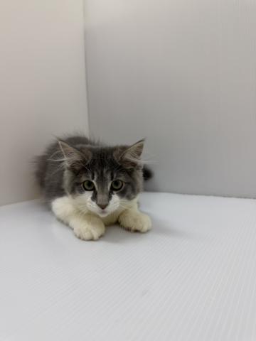 ノルウェージャンフォレストキャットの写真2