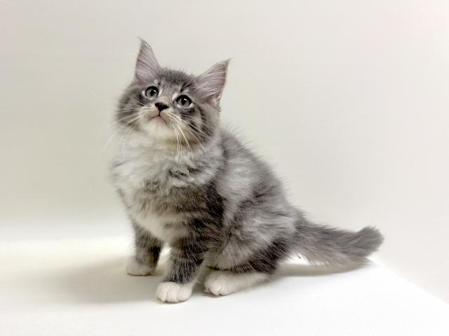 サイベリアン💕猫アレルギー有る方にお勧め猫種💕の写真2