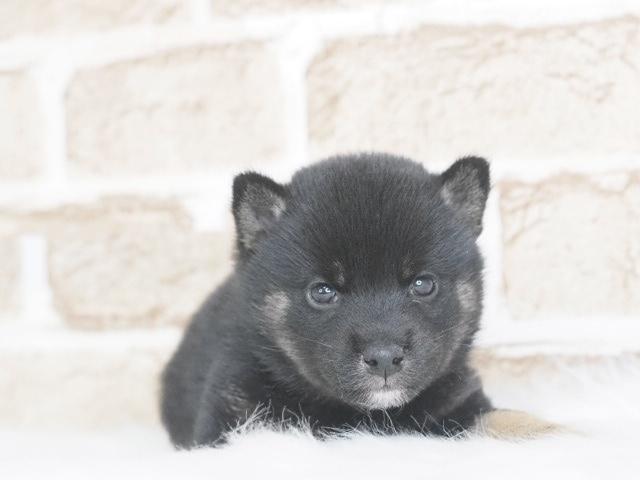 豆柴犬