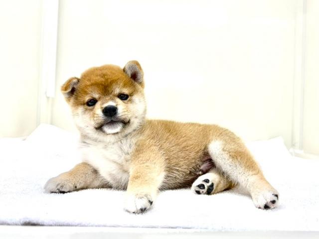 MIX柴犬×豆柴犬300の写真2