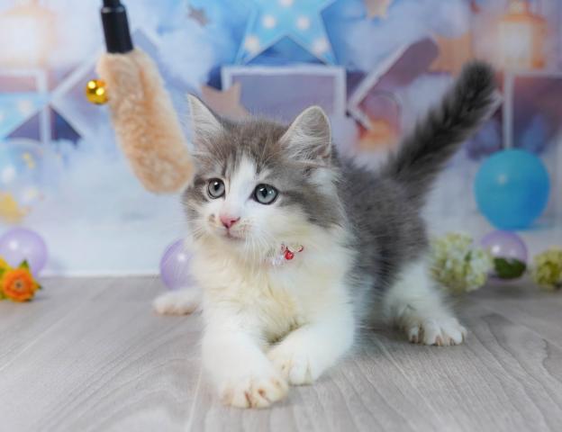 ノルウェージャンフォレストキャットの写真4