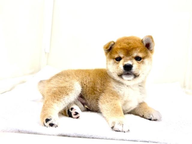 MIX柴犬×豆柴犬300の写真4