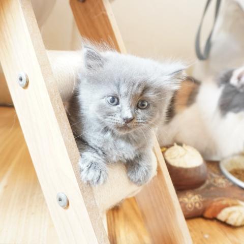 マンチカンの写真5