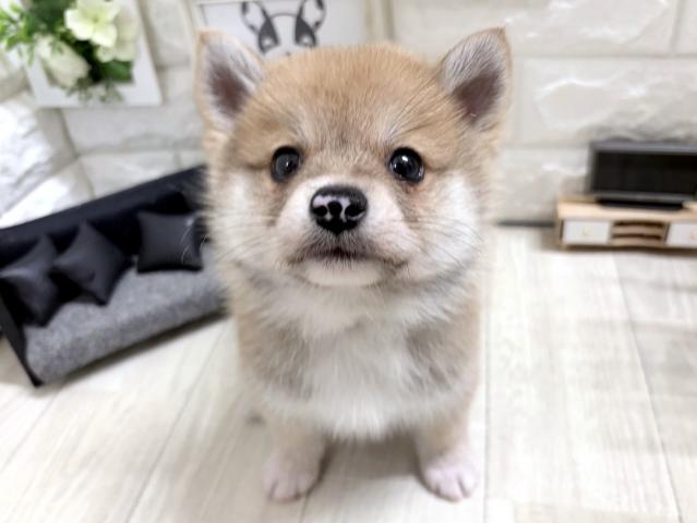 MIX✩.*˚ぽめしば✩.*˚の写真2