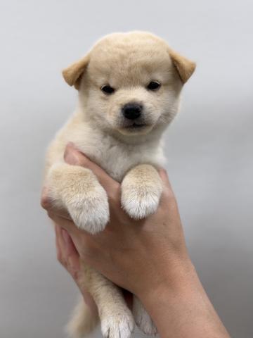 MIX