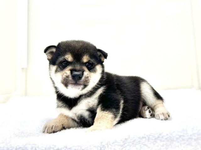 豆柴犬987の写真4