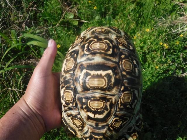 ヒョウモンガメ 10
