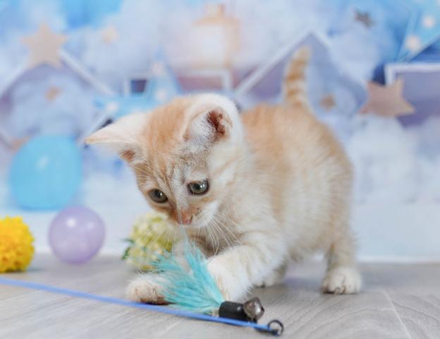 マンチカンの写真5