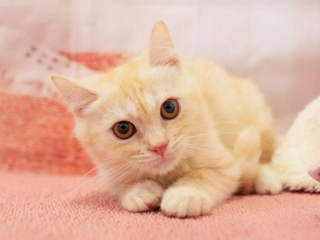 マンチカンの写真5
