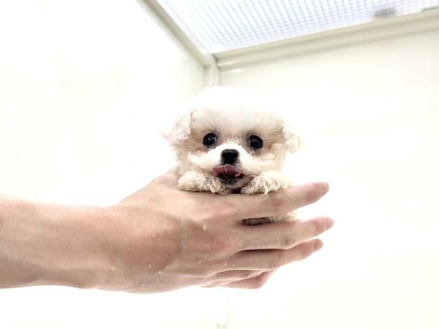 ビションフリーゼ454