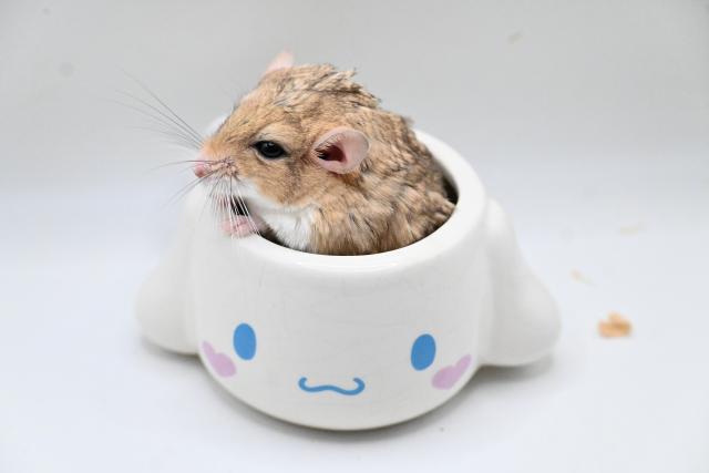 マカロニマウスの写真2