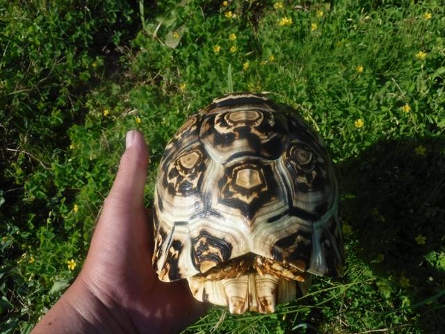 ヒョウモンガメ　10の写真4