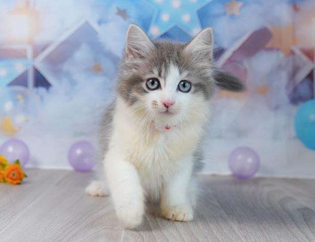 ノルウェージャンフォレストキャットの写真5