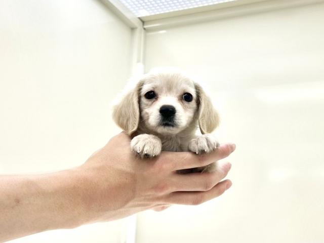 MIXチワワ×ミニチュアダックス612の写真3