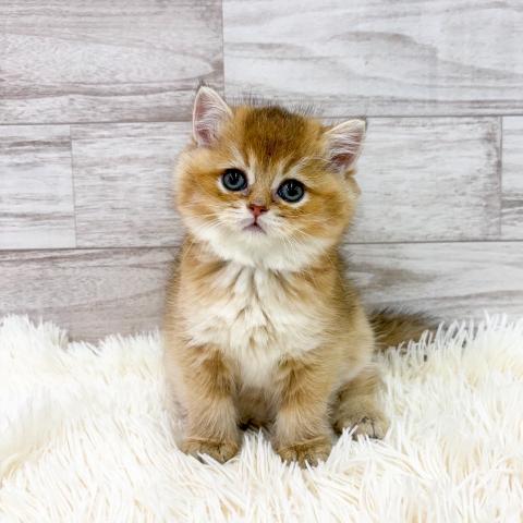 ブリティッシュショートヘア