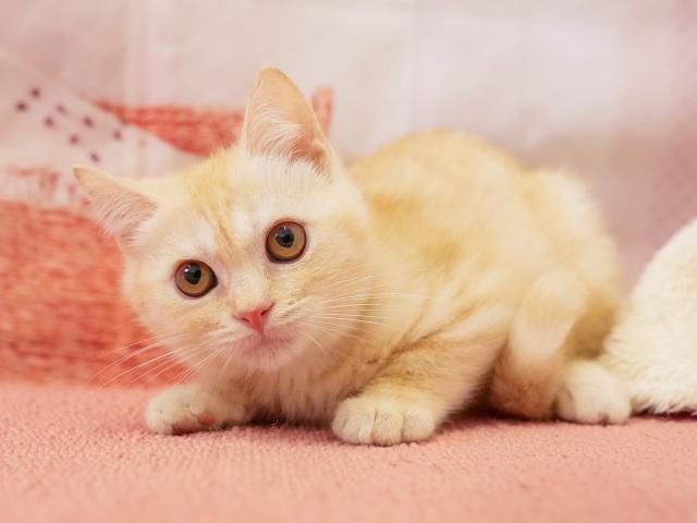 マンチカンの写真6