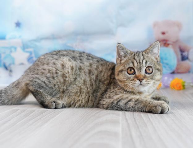 マンチカンの写真4