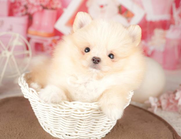 ポメラニアンの写真5
