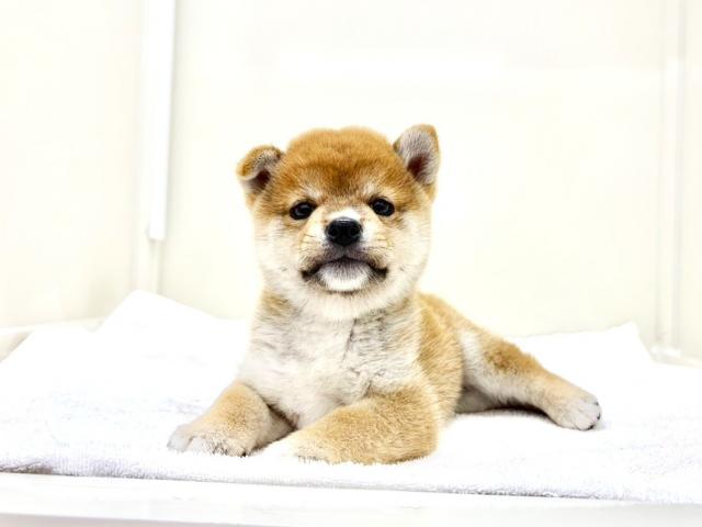 MIX柴犬×豆柴犬300の写真6