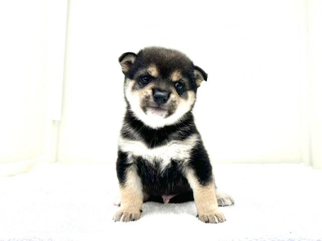 豆柴犬987の写真2