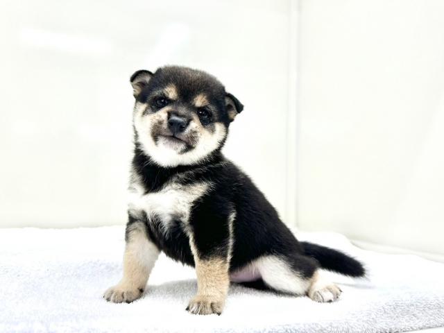 豆柴犬987の写真6