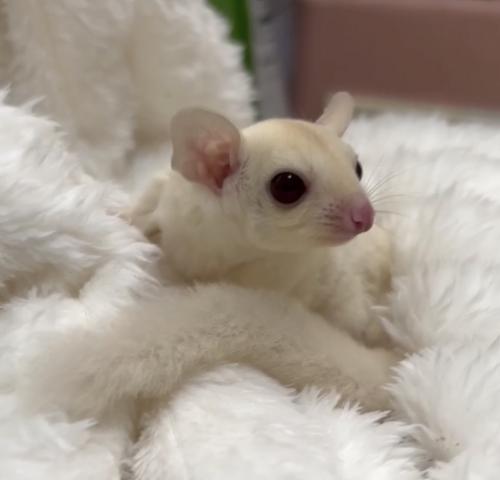 クリミノ