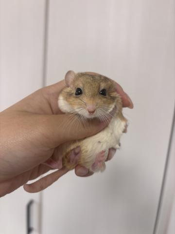 マカロニマウスの写真4