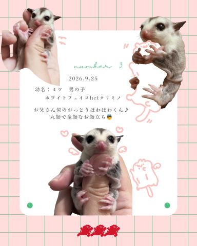 ホワイトフェイスhetクリミノ