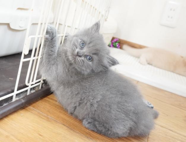 マンチカンの写真3
