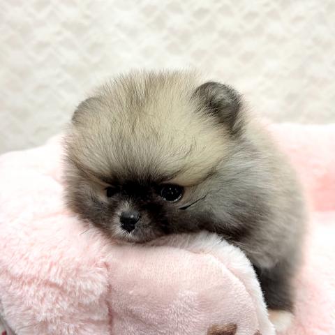 ポメラニアンの写真3