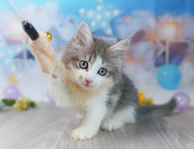 ノルウェージャンフォレストキャットの写真6