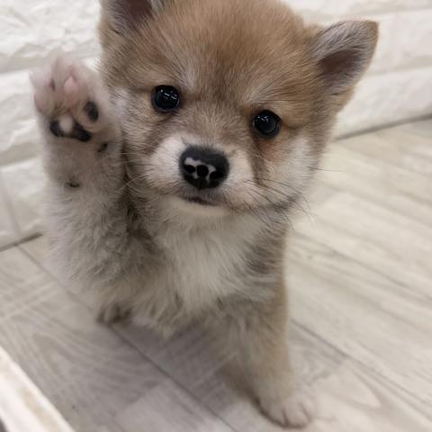 MIX✩.*˚ぽめしば✩.*˚