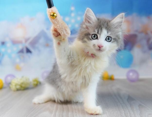 ノルウェージャンフォレストキャットの写真2