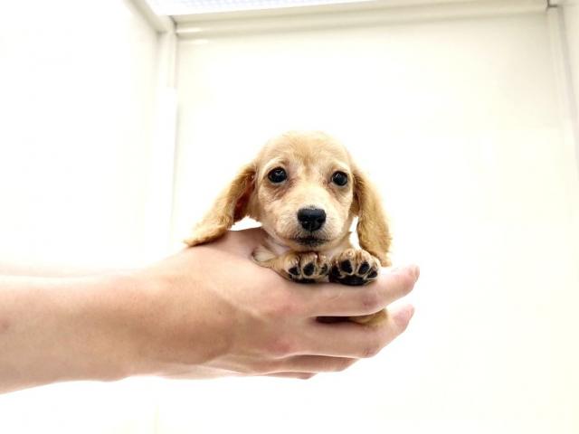ミニチュアダックスフンド774の写真6