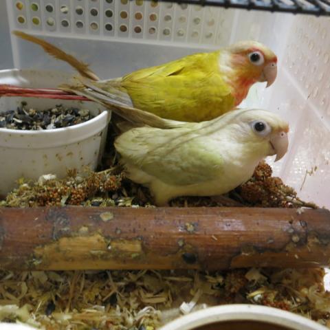 ウロコインコ（ムーンチーク）の写真2