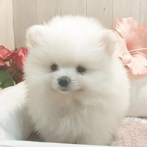 ポメラニアン