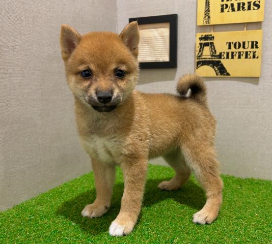 柴犬の写真5