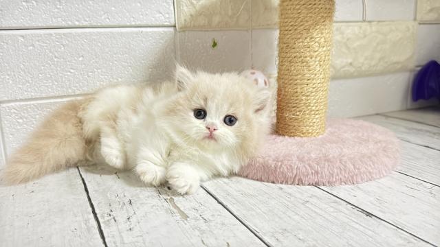 マンチカン(短足)の写真2