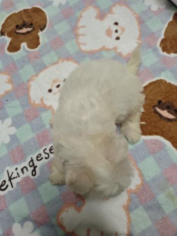 ビションフリーゼの写真2