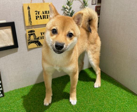 柴犬の写真3
