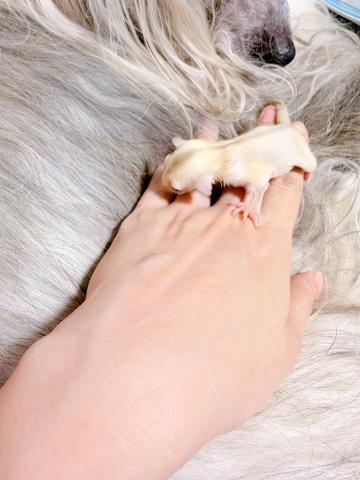 フクロモモンガ の写真2