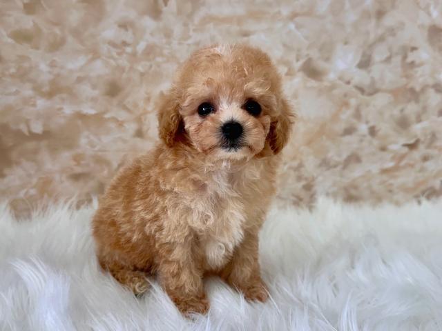 トイプードル成犬時2.0kg前後予想の写真4