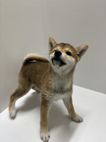 柴犬の写真2