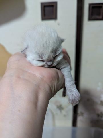 ミヌエット（旧ナポレオン）