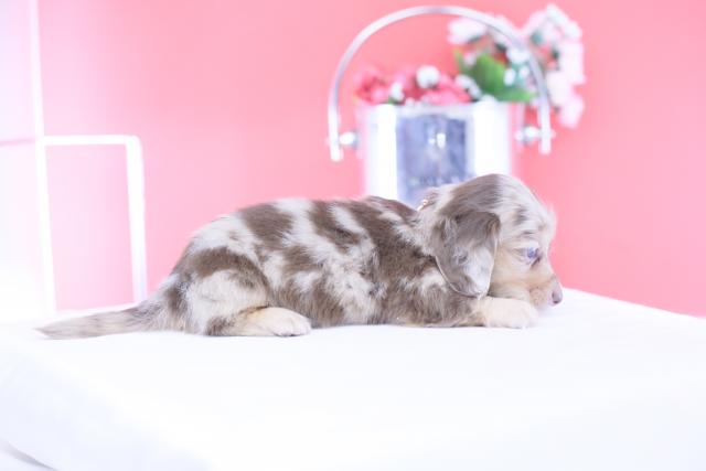 カニヘンダックスフンド　ロングの写真6