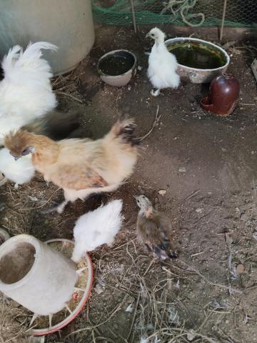 烏骨鶏の写真2