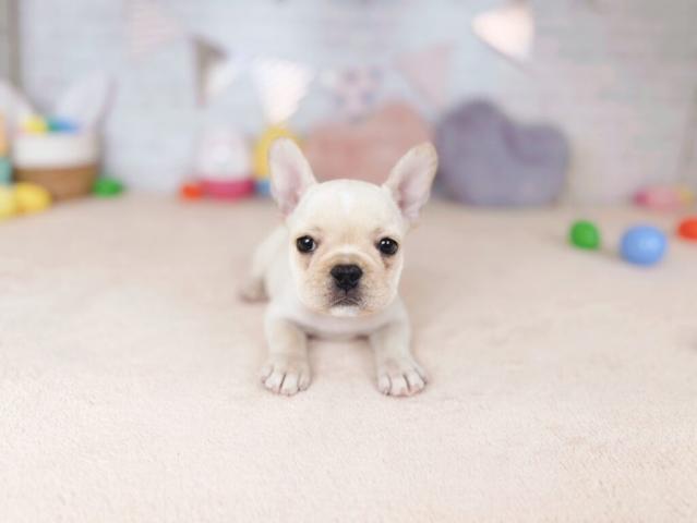 フレンチブルドッグの写真5